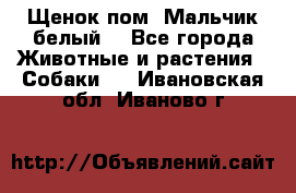 Щенок пом. Мальчик белый  - Все города Животные и растения » Собаки   . Ивановская обл.,Иваново г.